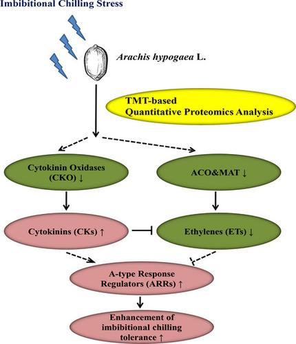 Quantitative Proteomics Analysis Reveals The Response Mechanism Of Peanut Arachis Hypogaea L To Imbibitional Chilling Stress Plant Biology X Mol