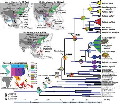 Impact Of The Miocene Orogenesis On Kaloula Spp Radiation And Implication Of Local Refugia On Genetic Diversification Integrative Zoology X Mol