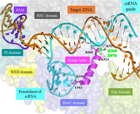 The Bridge Helix Of Cas12a Imparts Selectivity In Cis‐DNA Cleavage And ...