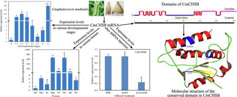 Cloning, Characterization, And RNAi Effect Of The Chitin Synthase B ...