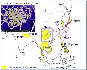 Current Situation Of Human Taenia Asiatica Taeniosis In Japan Parasitology International X Mol