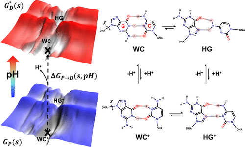 Free Energy Landscape Of A Ph Modulated G C Base Pair Transition From Watson Crick To Hoogsteen State In Duplex Dna Journal Of Chemical Theory And Computation X Mol