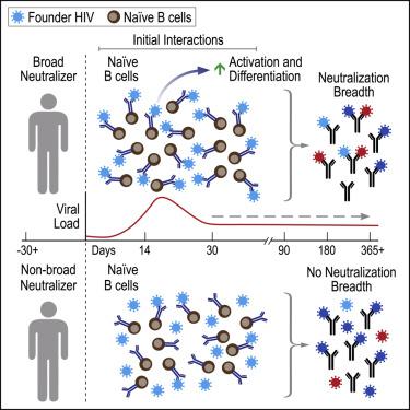 B Cell Engagement With Hiv 1 Founder Virus Envelope Predicts Development Of Broadly Neutralizing Antibodies Cell Host Microbe X Mol