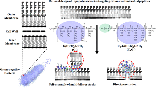 Structural Disruptions Of The Outer Membranes Of Gram Negative Bacteria By Rationally Designed Amphiphilic Antimicrobial Peptides Acs Applied Materials Interfaces X Mol
