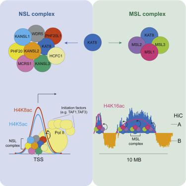 Complex Dependent Histone Acetyltransferase Activity Of Kat8 Determines Its Role In Transcription And Cellular Homeostasis Molecular Cell X Mol