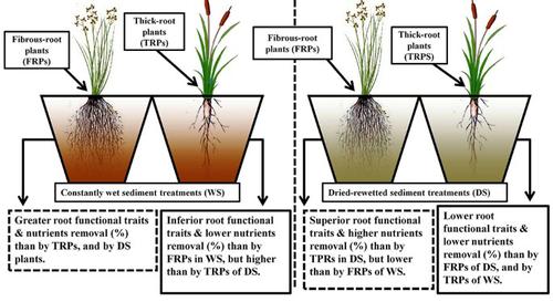 先前干燥沉淀物对出苗的大型植物根系功能性状和根际性能的影响 Frontiers Of Environmental Science Engineering X Mol