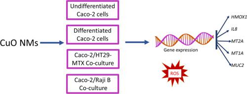 Time Dependent Impact Of Copper Oxide Nanomaterials On The Expression Of Genes Associated With Oxidative Stress Metal Binding Inflammation And Mucus Secretion In Single And Co Culture Intestinal In Vitro Models Toxicology In Vitro