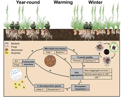 Microbial Metabolic Response To Winter Warming Stabilizes Soil Carbon