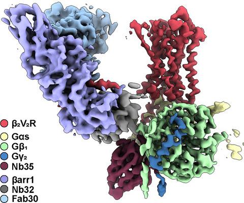 Signaling At The Endosome Cryo Em Structure Of A Gpcr G Protein Beta Arrestin Megacomplex The Febs Journal X Mol