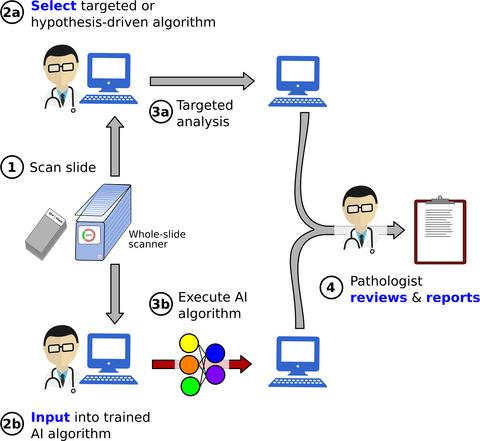 Artificial intelligence and algorithmic computational pathology: an ...