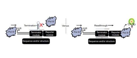 人细胞中pol Iii 转录终止的rna 序列和结构决定因素 Journal Of Molecular Biology X Mol