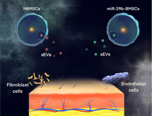 Sequential Release Of Small Extracellular Vesicles From Bilayered ...