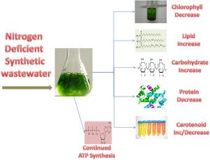 氮不足的合成废水中用于生物精炼厂生产生物燃料的四种微藻的研究 Environmental Technology Innovation X Mol