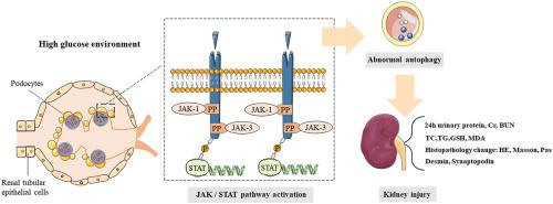 JAK/STAT通路通过足细胞自噬促进糖尿病肾病进展,European Journal of 