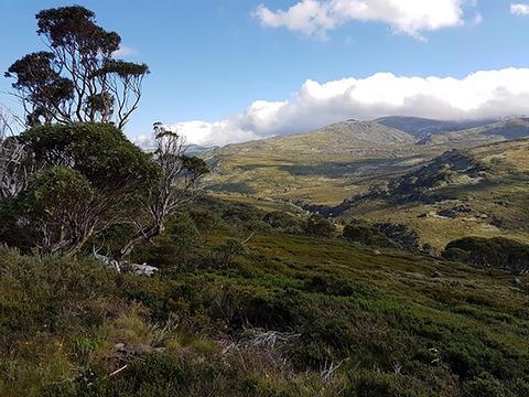 尽管当地气候发生了重大变化 但澳大利亚本土高山植物形态几乎没有变化 Ecology And Evolution X Mol