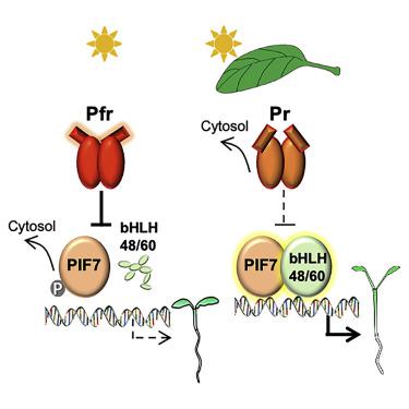 两种bhlh转录因子bhlh48和bhlh60与植物色素相互作用因子7相关联 以调节 Em 拟南芥的 Em 下胚轴伸长 Em Em Cell Reports X Mol