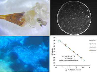 Real Time Pcr Based Y Specific Sperm Quantification Assay In Queensland Fruit Fly Insights To Patterns Of Sperm Storage Insect Molecular Biology X Mol