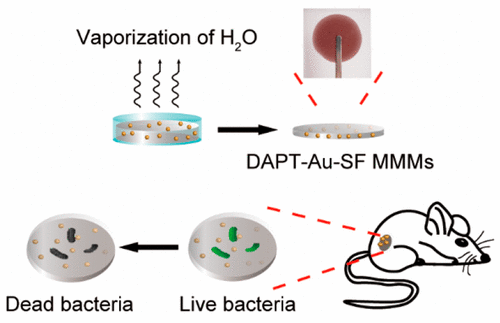 Composite Film With Antibacterial Gold Nanoparticles And Silk Fibroin ...