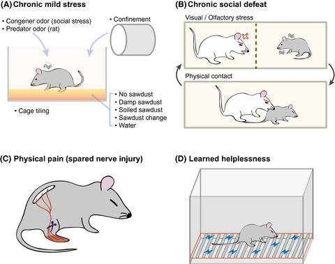 用于研究抑郁症的动物模型,CNS Neuroscience & Therapeutics - X-MOL