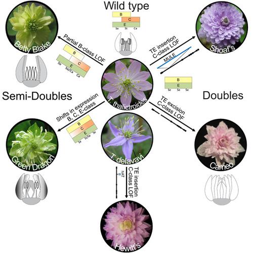 毛茛科植物的自发同源突变体和花器官特性的遗传控制,Evolution and