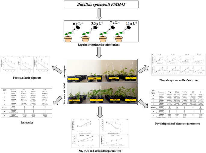 Halotolerant Bacillus spizizenii FMH45 promoting growth, physiological ...