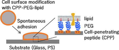 Exogenous Cell Surface Modification With Cell Penetrating Peptide Conjugated Lipids Causes Spontaneous Cell Adhesion Acs Applied Bio Materials X Mol