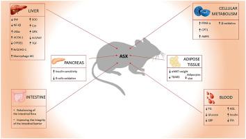 虾青素在肥胖相关疾病动物模型中的作用 系统评价和荟萃分析 Free Radical Biology And Medicine X Mol