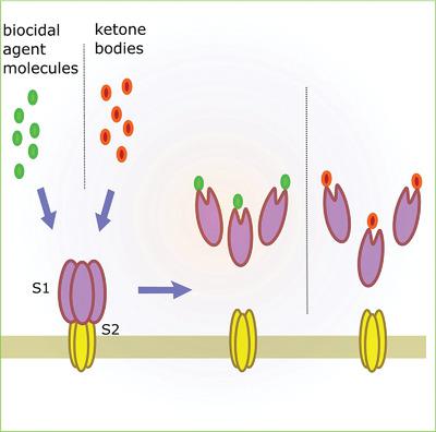 酮体可以使冠状病毒刺突蛋白失活吗 潜在的抗sars Cov 2杀生物剂 Bioessays X Mol