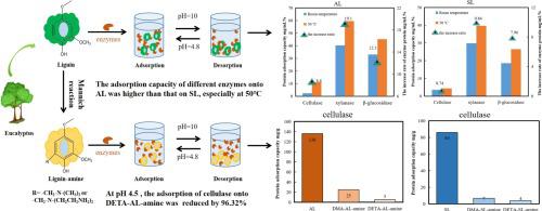 lignocellulose degradation