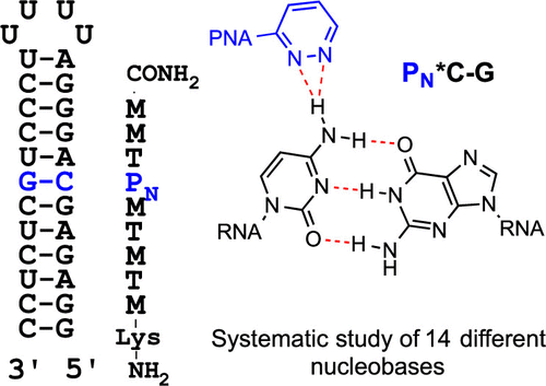 Pyridazine Nucleobase In Triplex Forming Pna Improves Recognition Of Cytosine Interruptions Of Polypurine Tracts In Rna Acs Chemical Biology X Mol