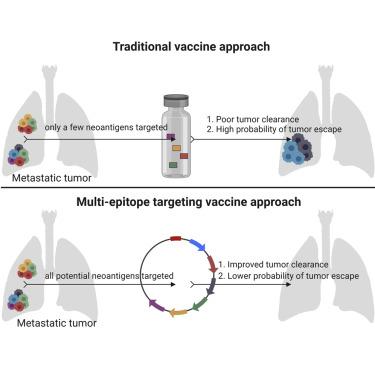 A SynDNA Vaccine Delivering NeoAg Collections Controls Heterogenous ...