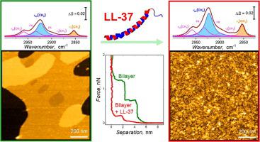 Interaction of LL-37 human cathelicidin peptide with a model microbial ...