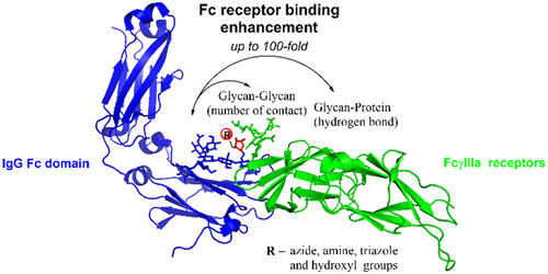 Site-Selective Chemoenzymatic Modification On The Core Fucose Of An ...