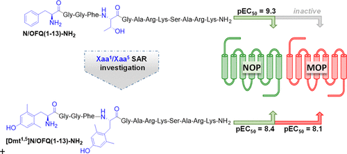 新型混合NOP /阿片受体肽激动剂,Journal of Medicinal Chemistry - X-MOL