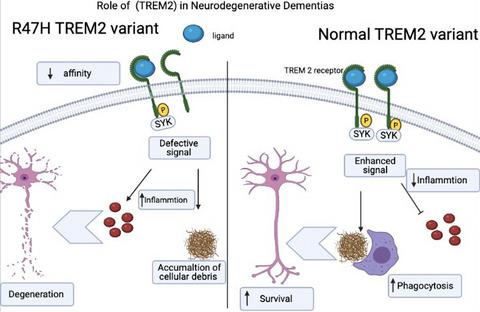 Role Of Triggering Receptor Expressed On Myeloid Cells 2 Trem2 In Neurodegenerative Dementias European Journal Of Neroscience X Mol