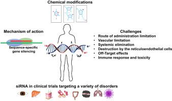 siRNA: Mechanism of action, challenges, and therapeutic approaches