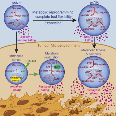 Metabolic Flexibility Determines Human NK Cell Functional Fate In The ...