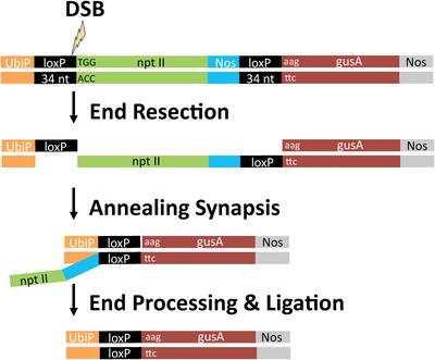 Error Free Recombination In Sugarcane Mediated By Only 30 Nucleotides Of Homology And Crispr Cas9 Induced Dna Breaks Or Cre Recombinase Biotechnology Journal X Mol