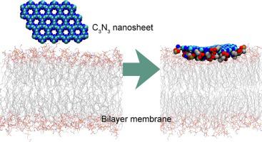 Mild Adsorption Of Carbon Nitride (C3N3) Nanosheet On A Cellular ...