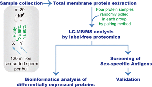 Differential Membrane Protein Profile In Bovine X And Y Spermjournal Of Proteome Research X Mol