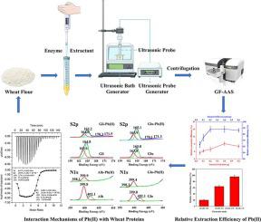 双频超声辅助酶解法提取小麦样品中的pb Ii 及其与小麦蛋白相互作用的机制 Food Chemistry X Mol
