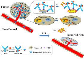 Mrp1靶向近红外光免疫治疗耐药小细胞肺癌 International Journal Of Pharmaceutics X Mol