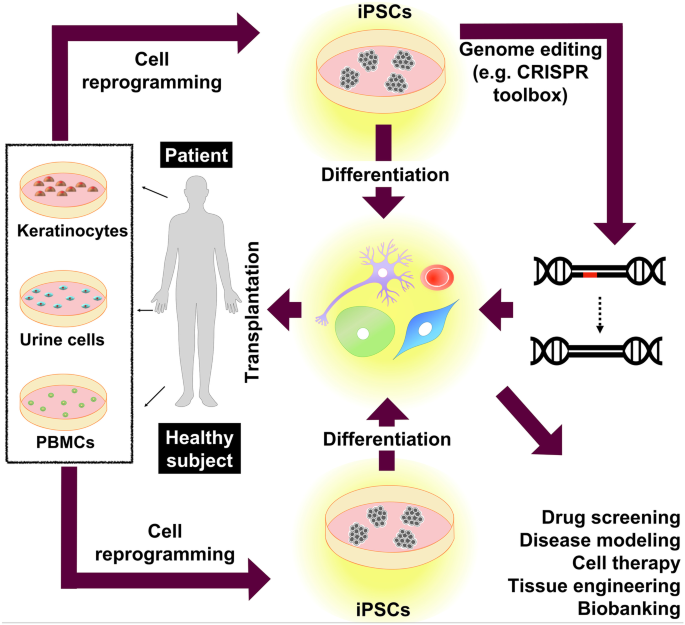 An Overview On Promising Somatic Cell Sources Utilized For The