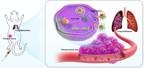 血小板膜包被和VAR2CSA 疟疾蛋白功能化纳米颗粒用于靶向治疗原发性和 