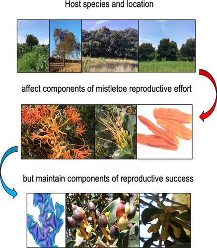 Differential Reproductive Responses To Contrasting Host Species And Localities In Psittacanthus Calyculatus Loranthaceae Mistletoes Plant Biology X Mol
