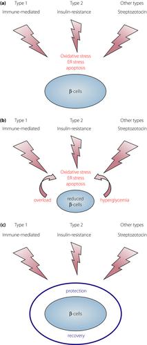 糖尿病中的b 细胞衰竭 1 型和2 型糖尿病的共同易感性和机制 Journal Of Diabetes Investigation X Mol