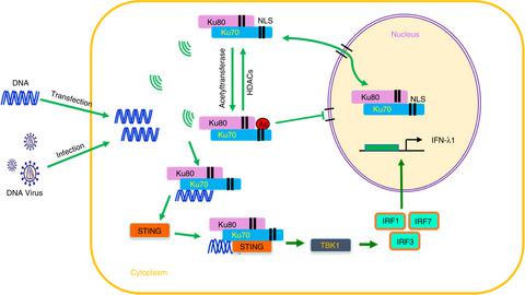 细胞质易位的Ku70 感知细胞内DNA 并介导干扰素-λ1 诱导,Immunology - X-MOL
