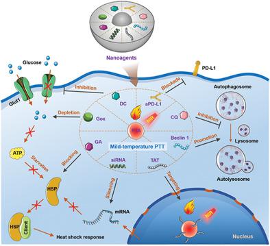 纳米试剂促进的温和温度光热疗法用于癌症治疗 Advanced Functional Materials X Mol