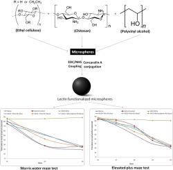 Systematic Development Of Lectin Conjugated Microspheres For Nose To Brain Delivery Of Rivastigmine For The Treatment Of Alzheimer S Disease Biomedicine Pharmacotherapy X Mol