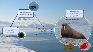 了解北极沿海生态系统中微塑料的发生和归宿：以地表水、沉积物和海象 